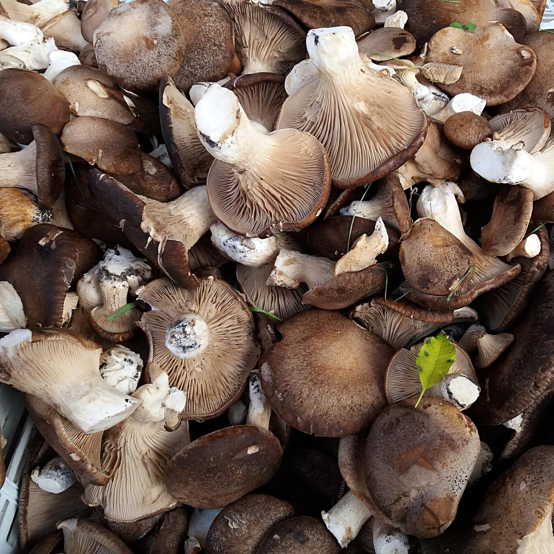 Raw,Cardoncelli,Mushrooms,On,Sale,At,The,Market